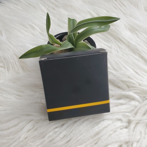 TASH Cosmetics Highlighter Green Compact #01 - Picture 6 of 6